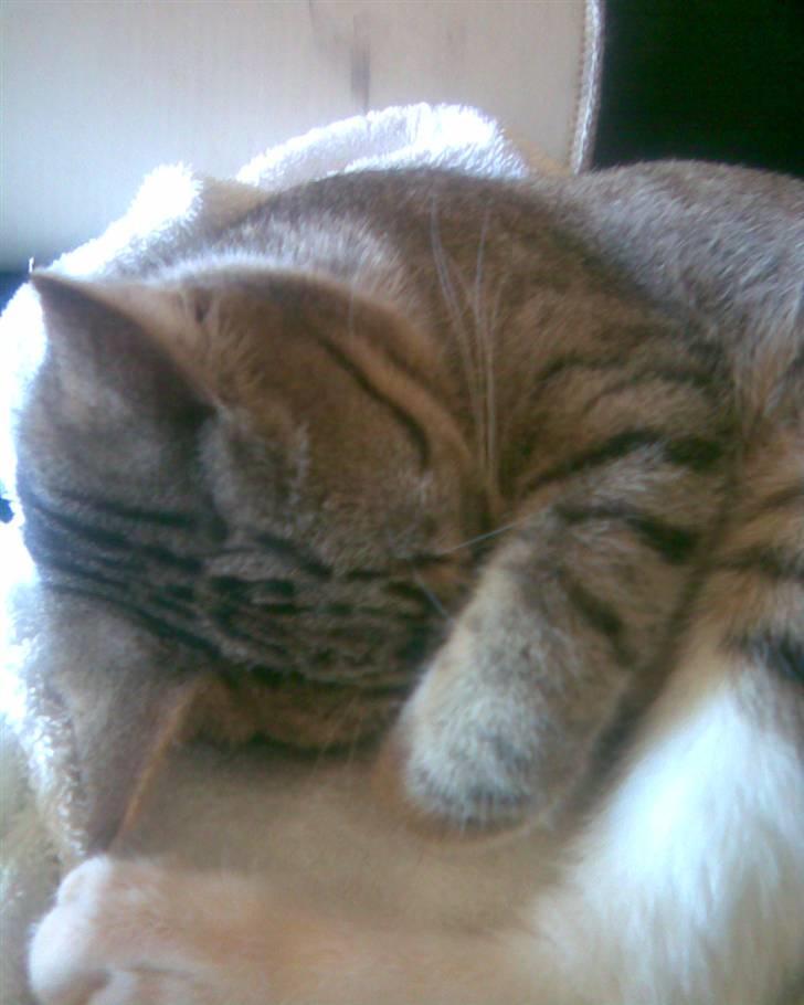 Huskat Princess - Det er dejligt at sove billede 3