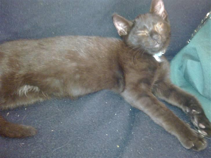 Huskat Kovu - SE hvor lang jeg er mor billede 5