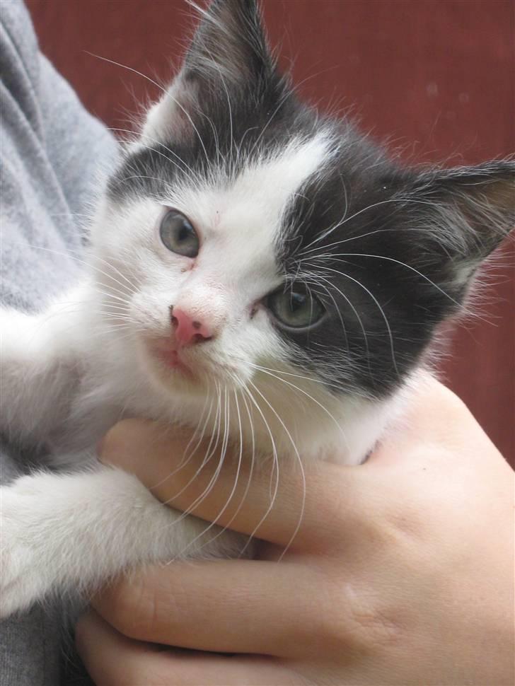 Blanding af racer Tykke af Stald Friis billede 1