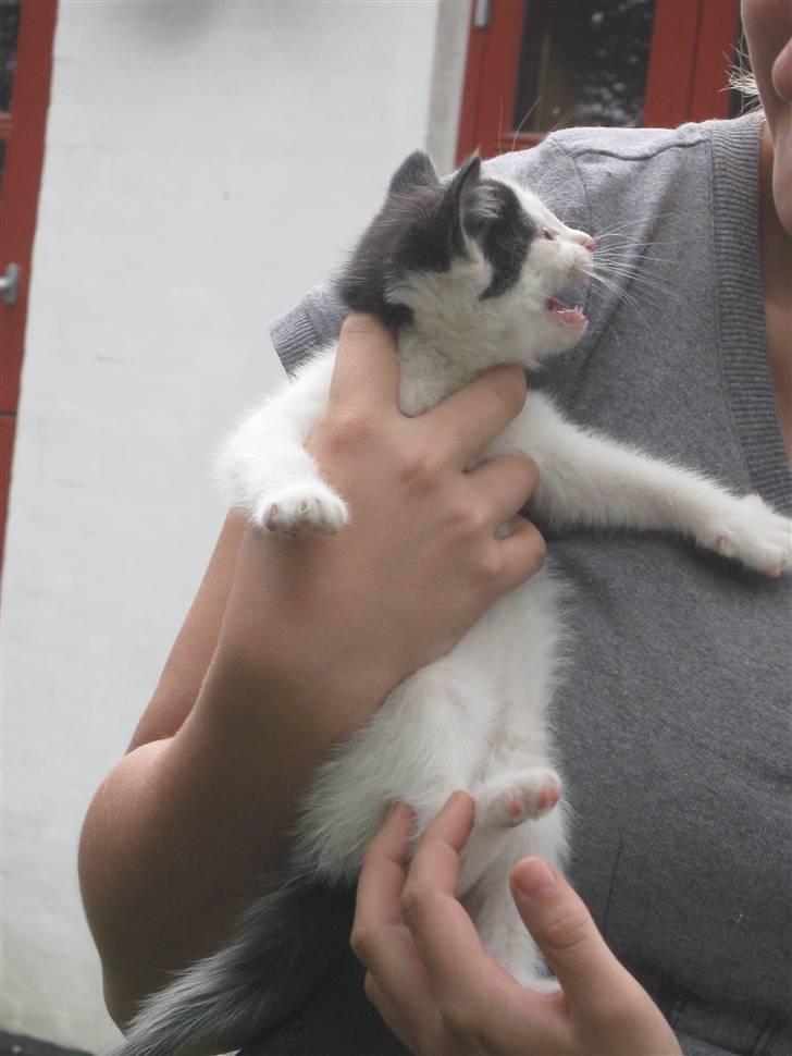 Blanding af racer Tykke af Stald Friis billede 2