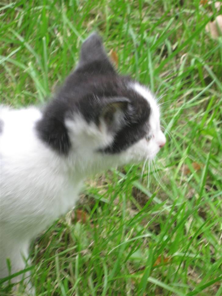 Blanding af racer Tykke af Stald Friis billede 3