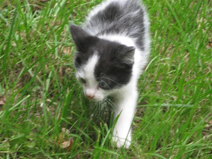 Blanding af racer Tykke af Stald Friis billede 5