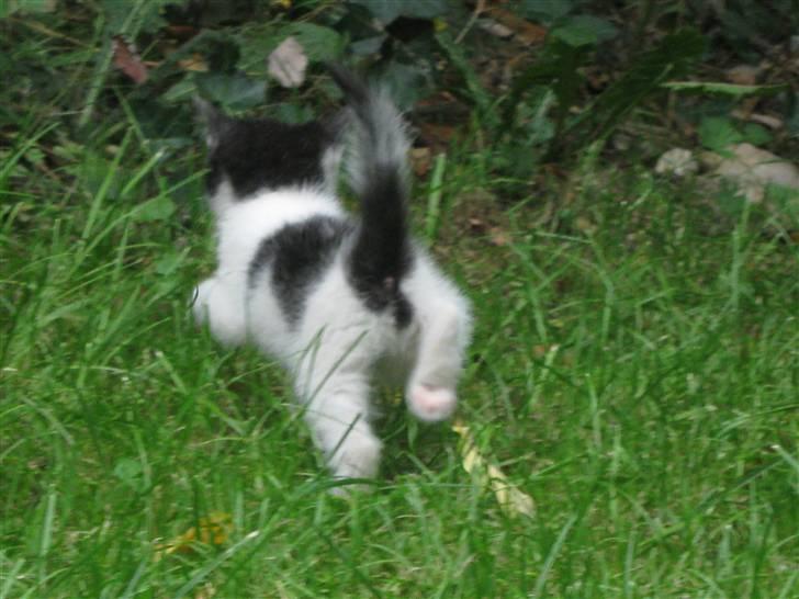 Blanding af racer Tykke af Stald Friis billede 6