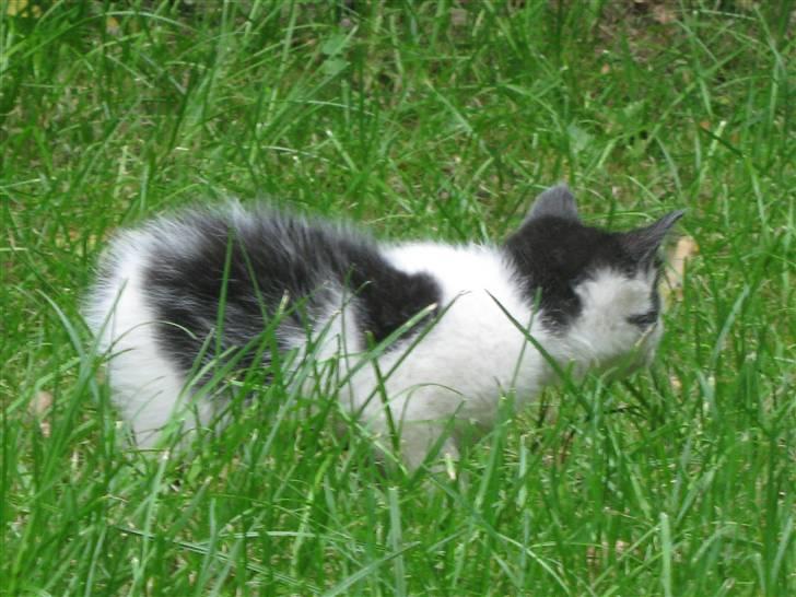 Blanding af racer Tykke af Stald Friis billede 7