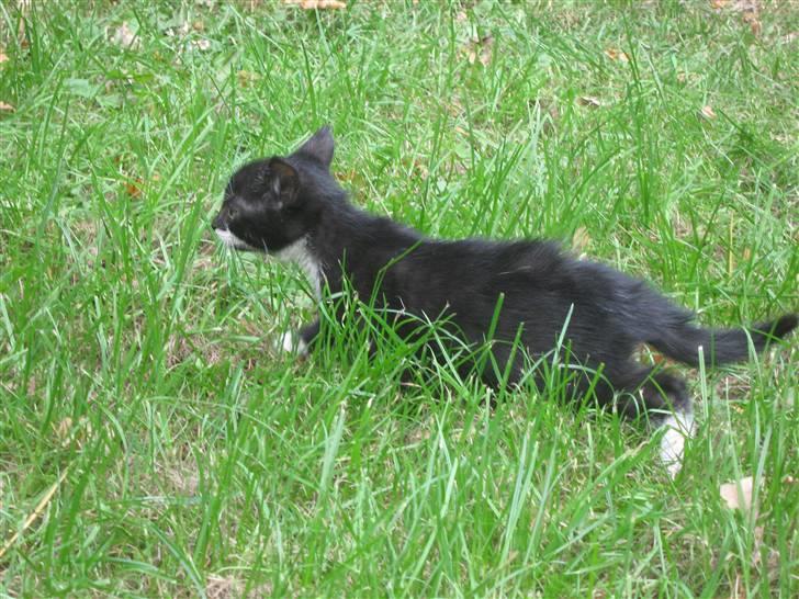 Blanding af racer Ariwo af Stald Friis billede 7