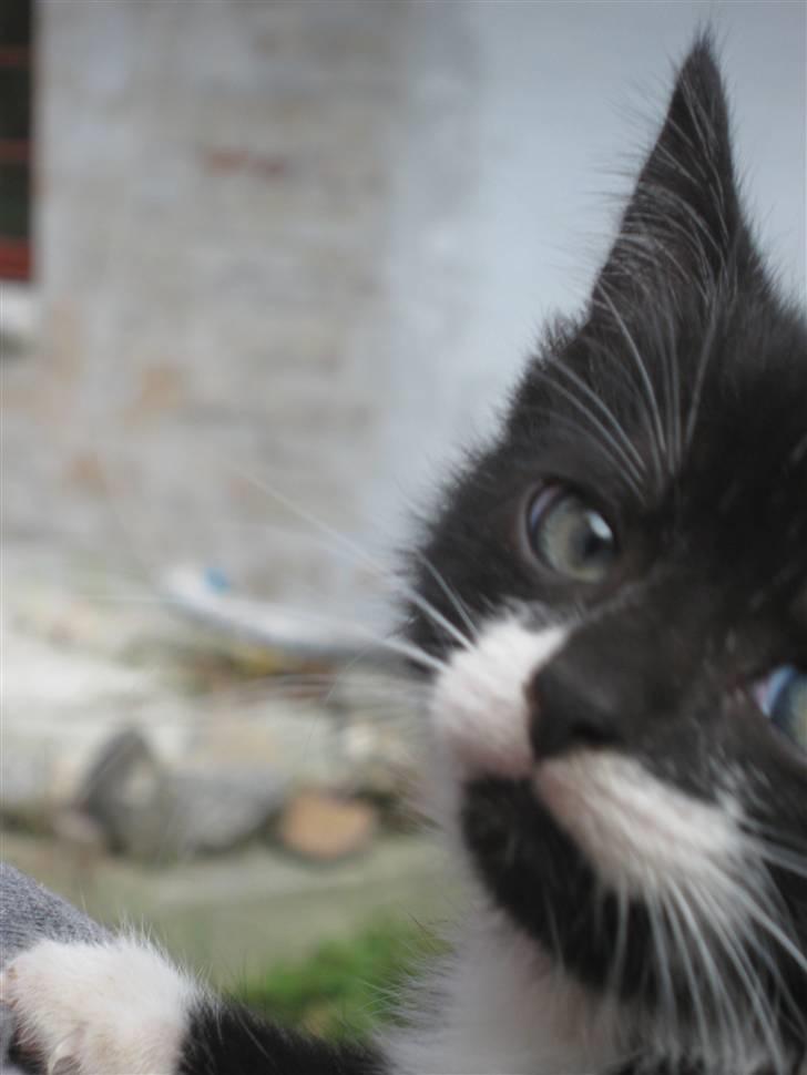 Blanding af racer Ariwo af Stald Friis billede 8