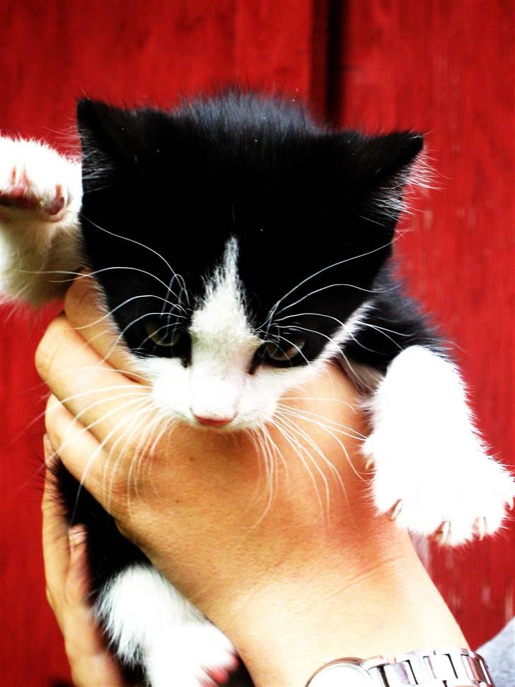 Blanding af racer Tobby af Stald Friis billede 1