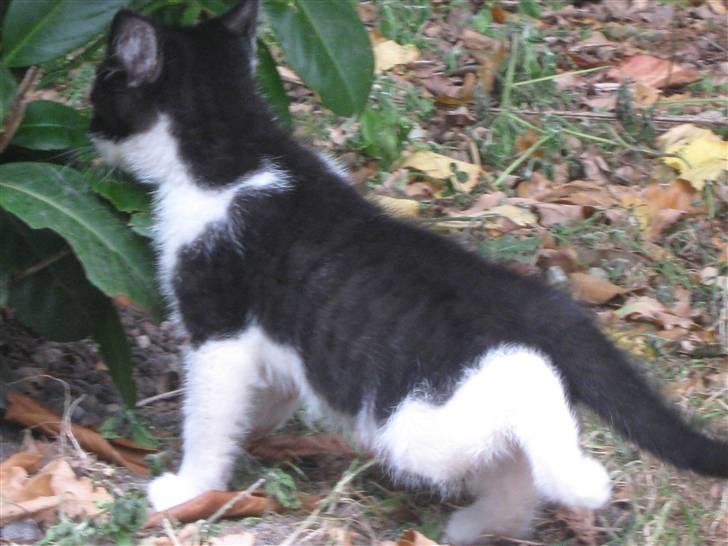 Blanding af racer Tobby af Stald Friis billede 2