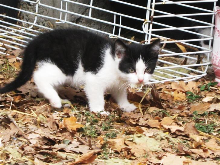 Blanding af racer Tobby af Stald Friis billede 3