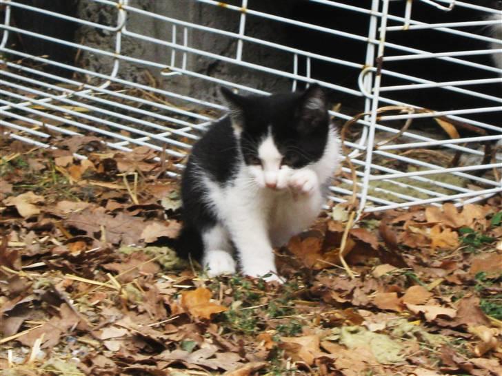 Blanding af racer Tobby af Stald Friis billede 4