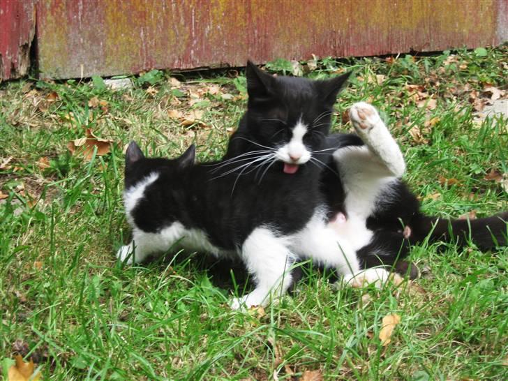 Blanding af racer Tobby af Stald Friis billede 5