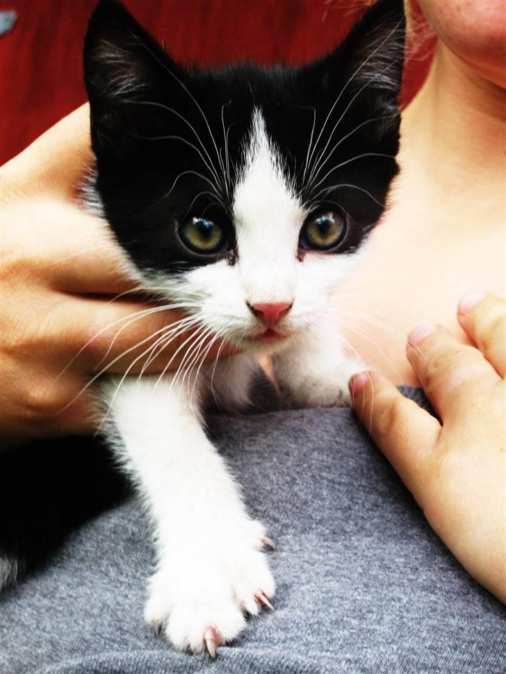 Blanding af racer Tobby af Stald Friis billede 6