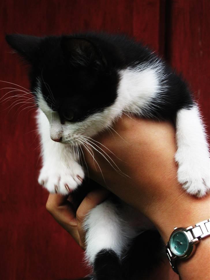 Blanding af racer Tobby af Stald Friis billede 7