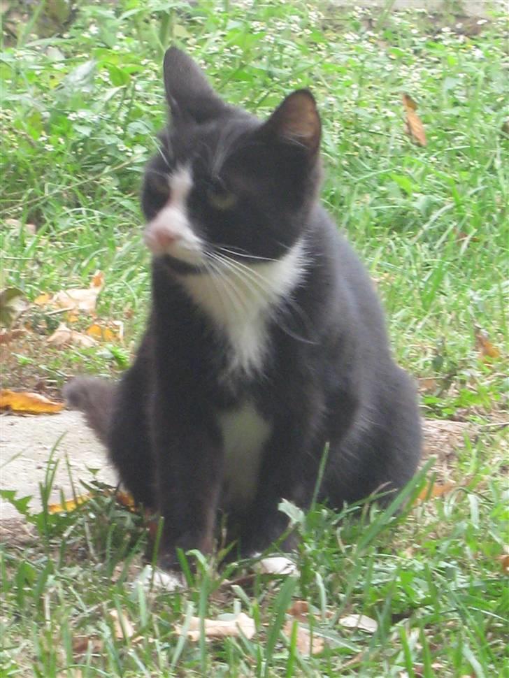 Blanding af racer Mille Stald Friis billede 6