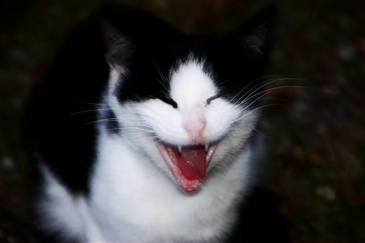 Blanding af racer Bobby af Stald Friis billede 1