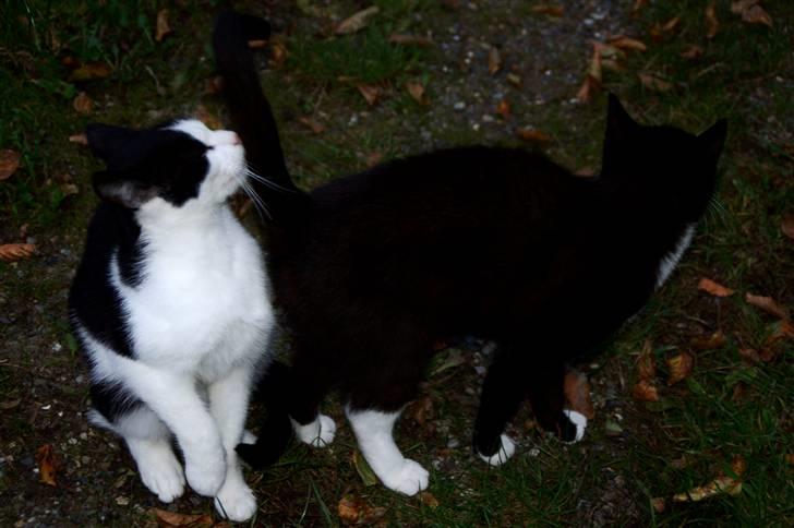 Blanding af racer Bobby af Stald Friis billede 2