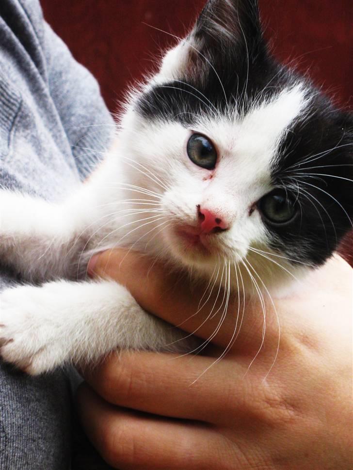 Blanding af racer Bobby af Stald Friis billede 3