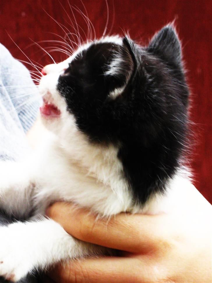 Blanding af racer Bobby af Stald Friis billede 4