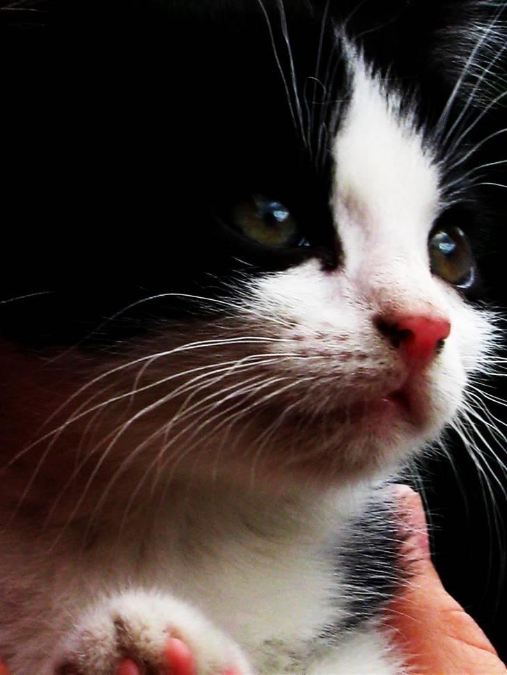 Blanding af racer Bobby af Stald Friis billede 5