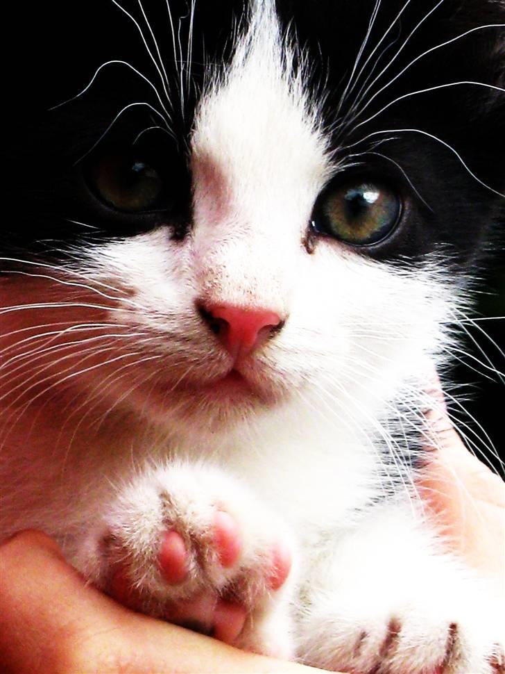 Blanding af racer Bobby af Stald Friis billede 6