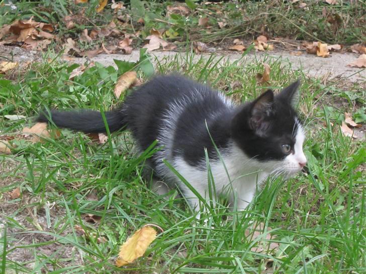 Blanding af racer Bobby af Stald Friis billede 7