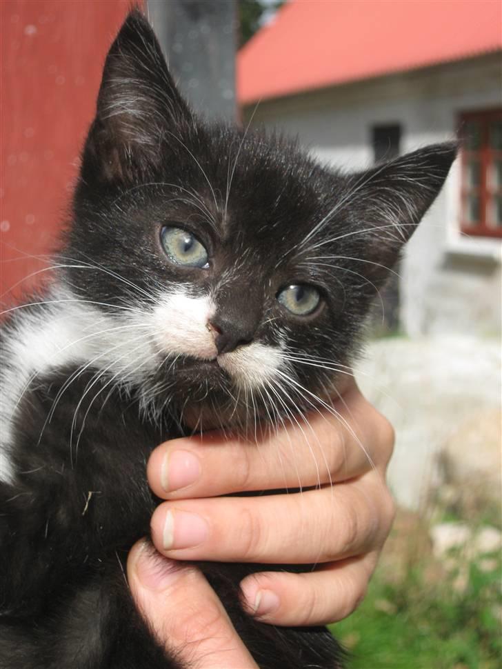 Blanding af racer Ariwo af Stald Friis billede 9