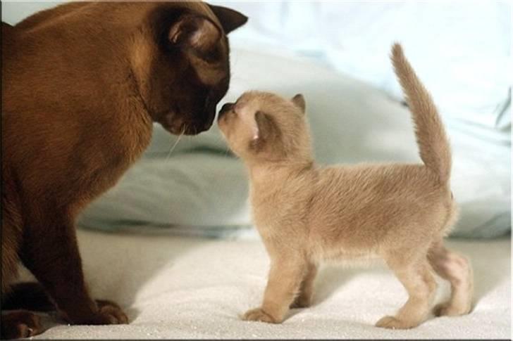 Burmeser Fieldstones Magija billede 7