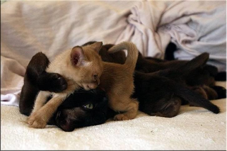 Burmeser Fieldstones Magija billede 8