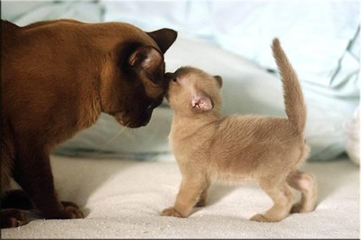 Burmeser Fieldstones Magija billede 9