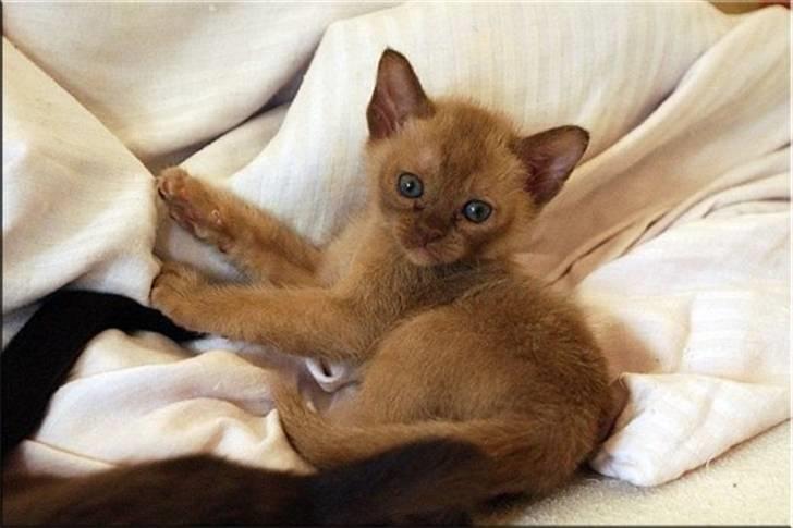 Burmeser Fieldstones Magija billede 10