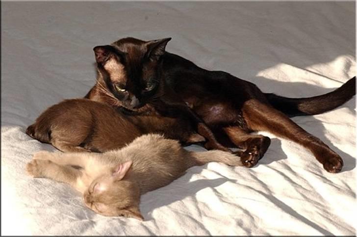 Burmeser Fieldstones Magija billede 11