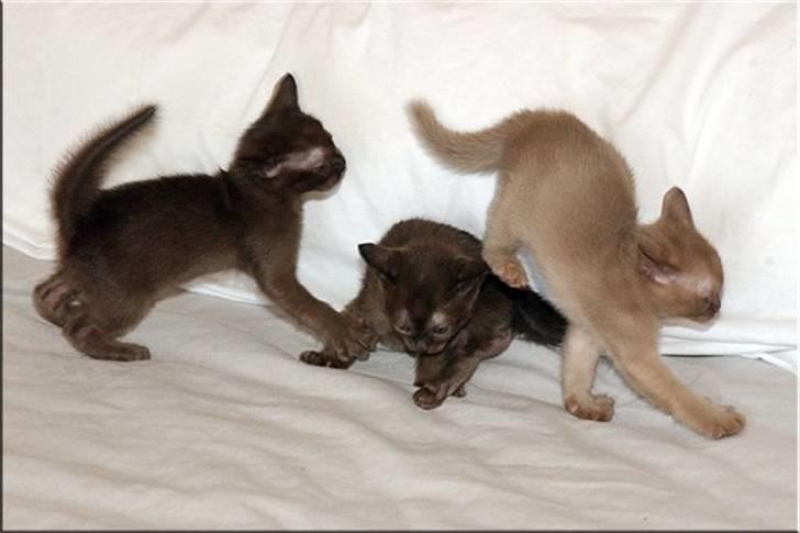 Burmeser Fieldstones Magija billede 12