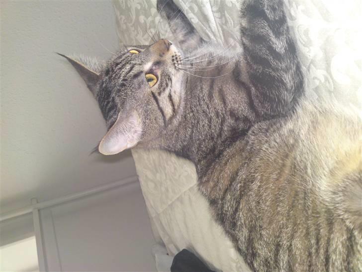 Blanding af racer Sofus - Nu er sofus jo blevet noget større.. snart to år.. meget slank og lang kat som i kan se.. :) billede 17