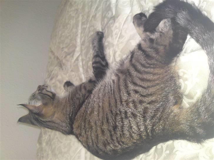 Blanding af racer Sofus - se hvor stor jeg er blevet.... billede 18