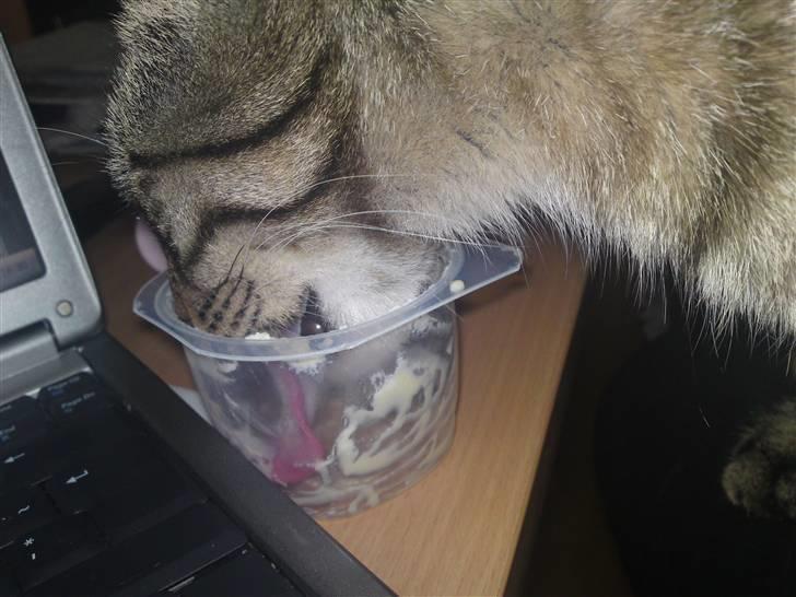 Blanding af racer Sofus - Mor havde ladt sin jougurt stå... det så jeg da lige.. nam nam billede 19