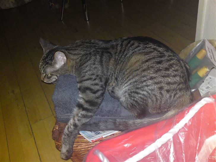 Blanding af racer Sofus - Lækkert sted og ligge... dovne kat :) billede 20