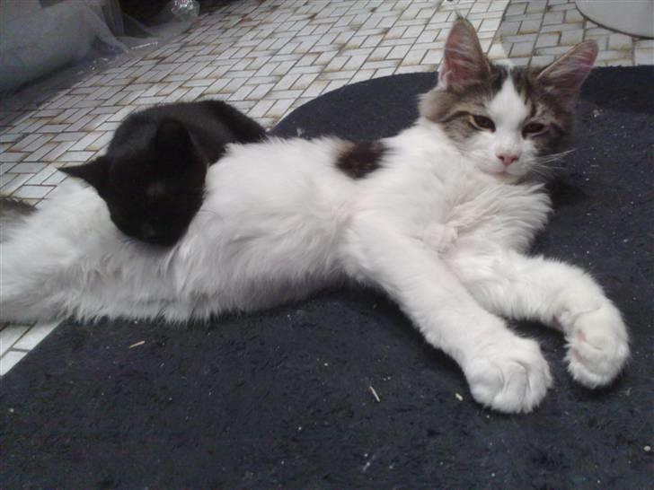 Maine Coon Timon - Min gode ven Lucky, ligger lige og hviler på mig. Det er så hyggeligt billede 13