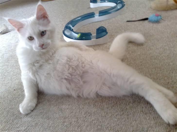 Maine Coon Pumba - Jeg er den lille havfrue billede 10