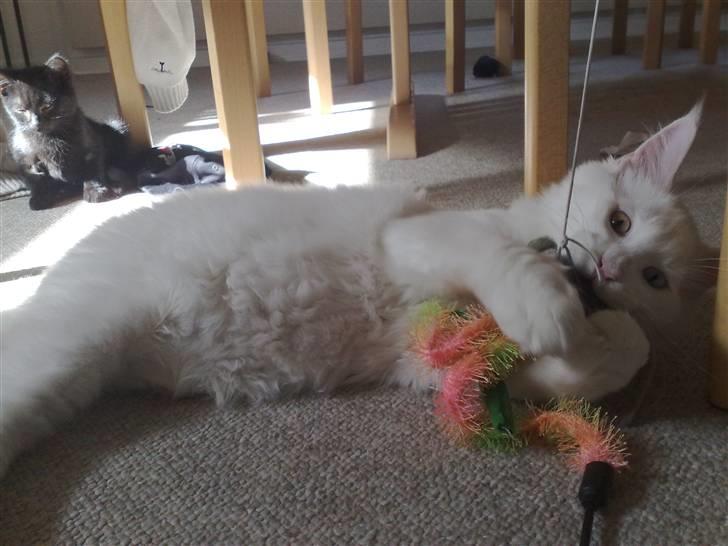 Maine Coon Pumba billede 11