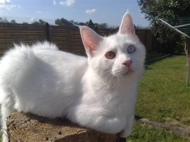 Maine Coon Pumba billede 12