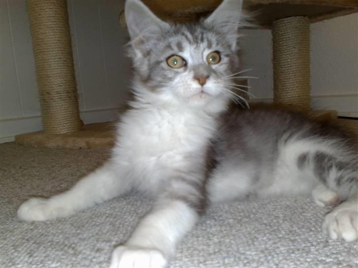 Maine Coon Nala - 17.09.09 billede 12