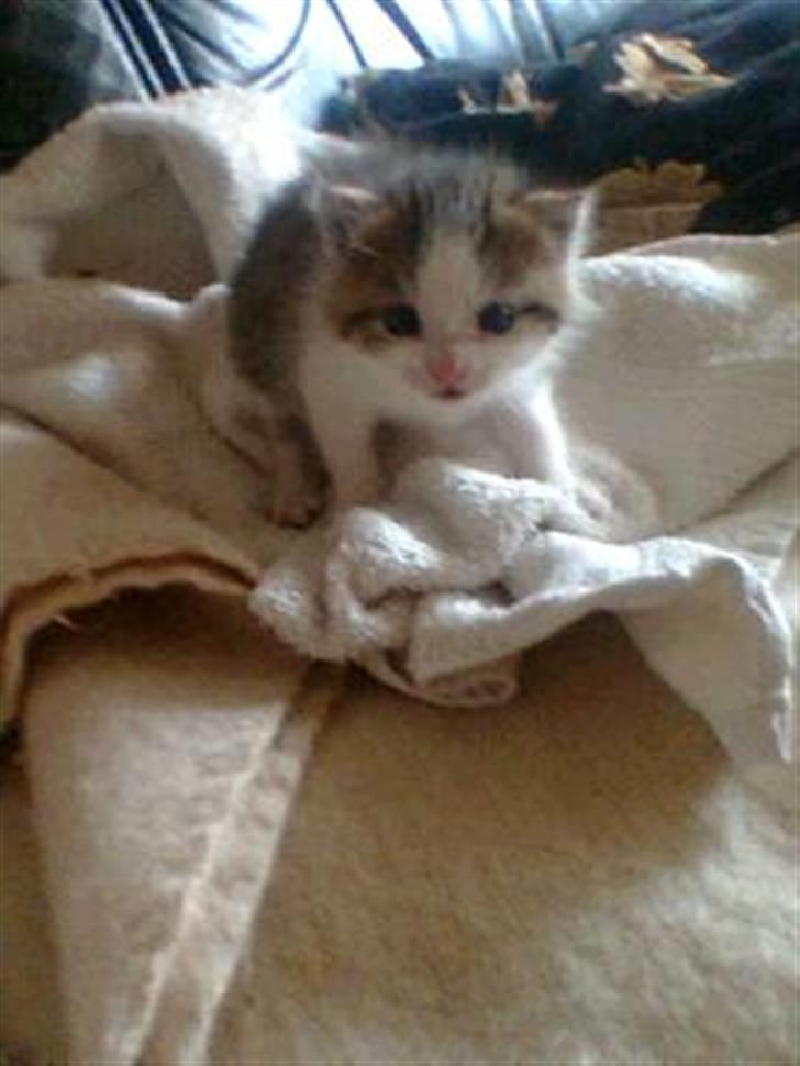 Huskat Rhino billede 1