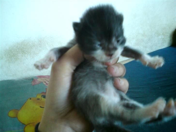 Huskat Kaizer R.I.P. - 13 dage gammel billede 11
