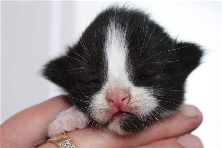 Blanding af racer Tobi R.I.P - Velkommen til Tobi´s profil. * Nu er man ved at få øjne (:  billede 1