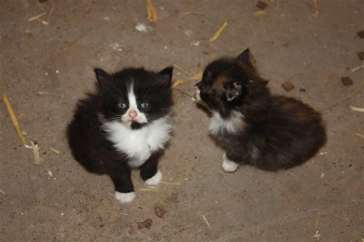 Blanding af racer Tobi R.I.P - Så er man flyttet ud (:  billede 3