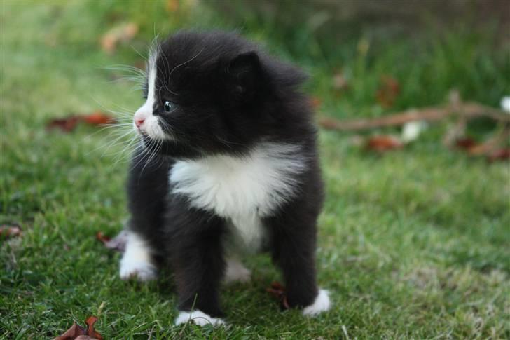 Blanding af racer Tobi R.I.P - Ude for første gang (: sammen med alle sine søskende (: billede 4