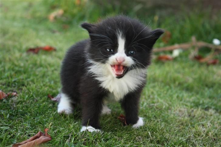 Blanding af racer Tobi R.I.P - Se de smukke aftegn (: billede 5