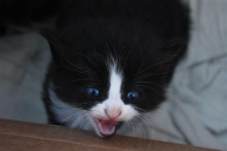 Blanding af racer Tobi R.I.P - Jeg vil op! ;D billede 6