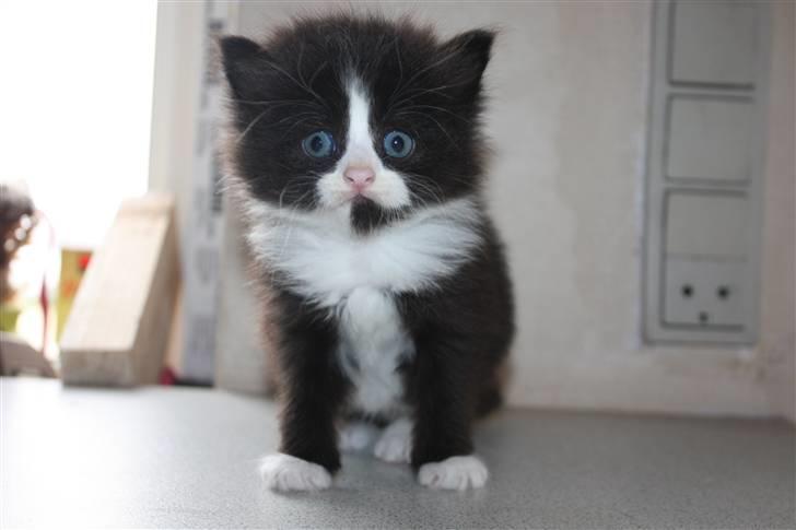 Blanding af racer Tobi R.I.P - Oppe at stå model (: billede 7