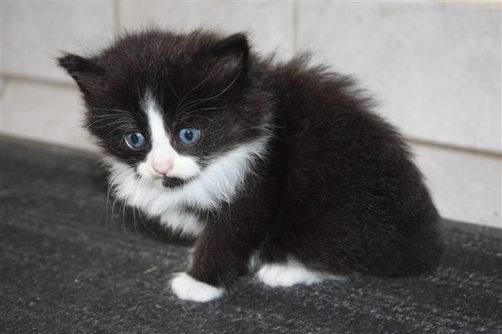 Blanding af racer Tobi R.I.P - Bette Tobi (: billede 8